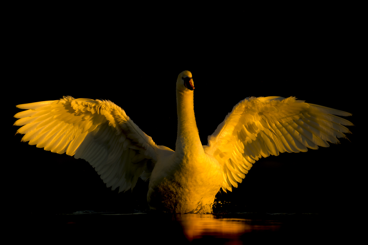 On Black Canvas low key wildlife photograph 04 by Khaldoon Aldway