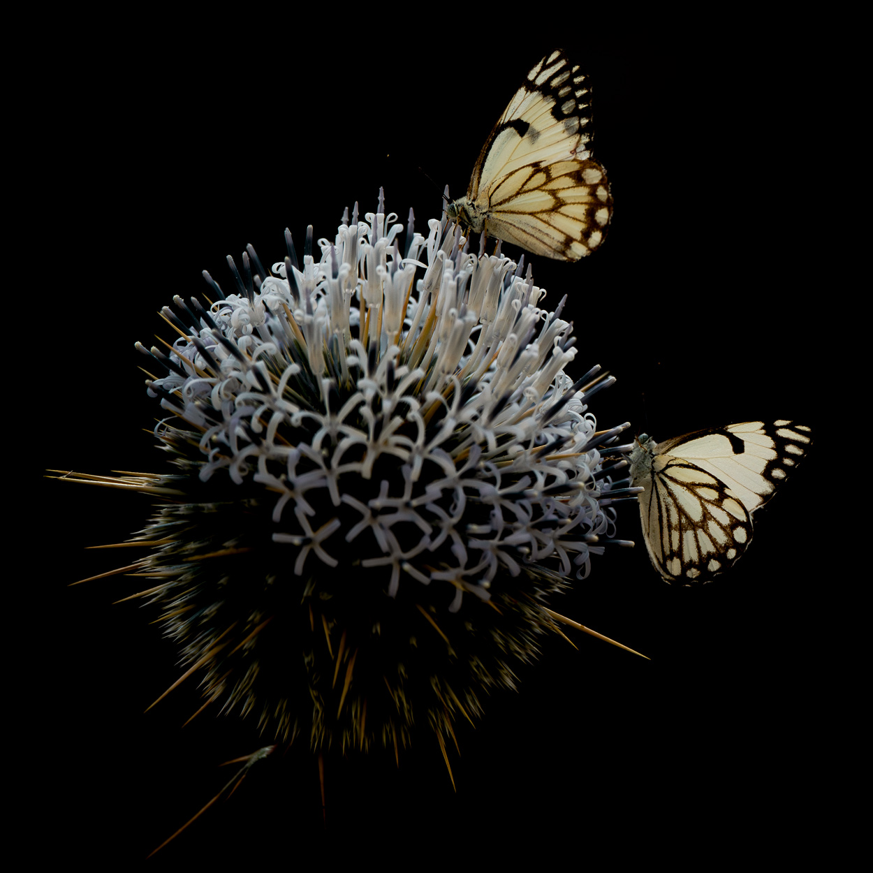On Black Canvas low key wildlife photograph 05 by Khaldoon Aldway