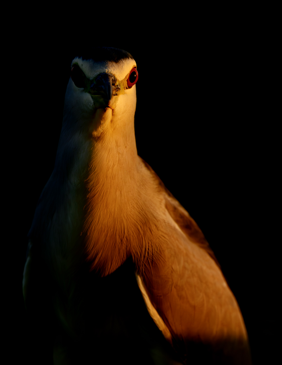 On Black Canvas low key wildlife photograph 06 by Khaldoon Aldway