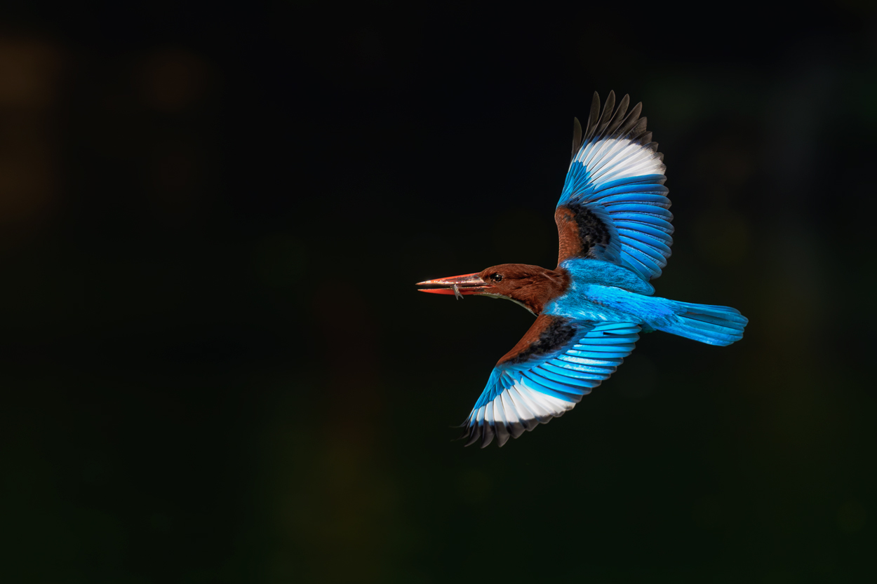 On Black Canvas low key wildlife photograph 08 by Khaldoon Aldway