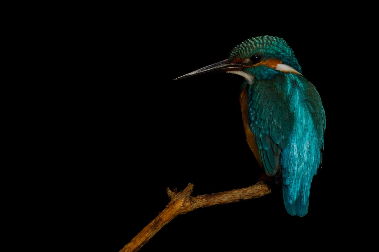 On Black Canvas low key wildlife photograph 08 by Khaldoon Aldway