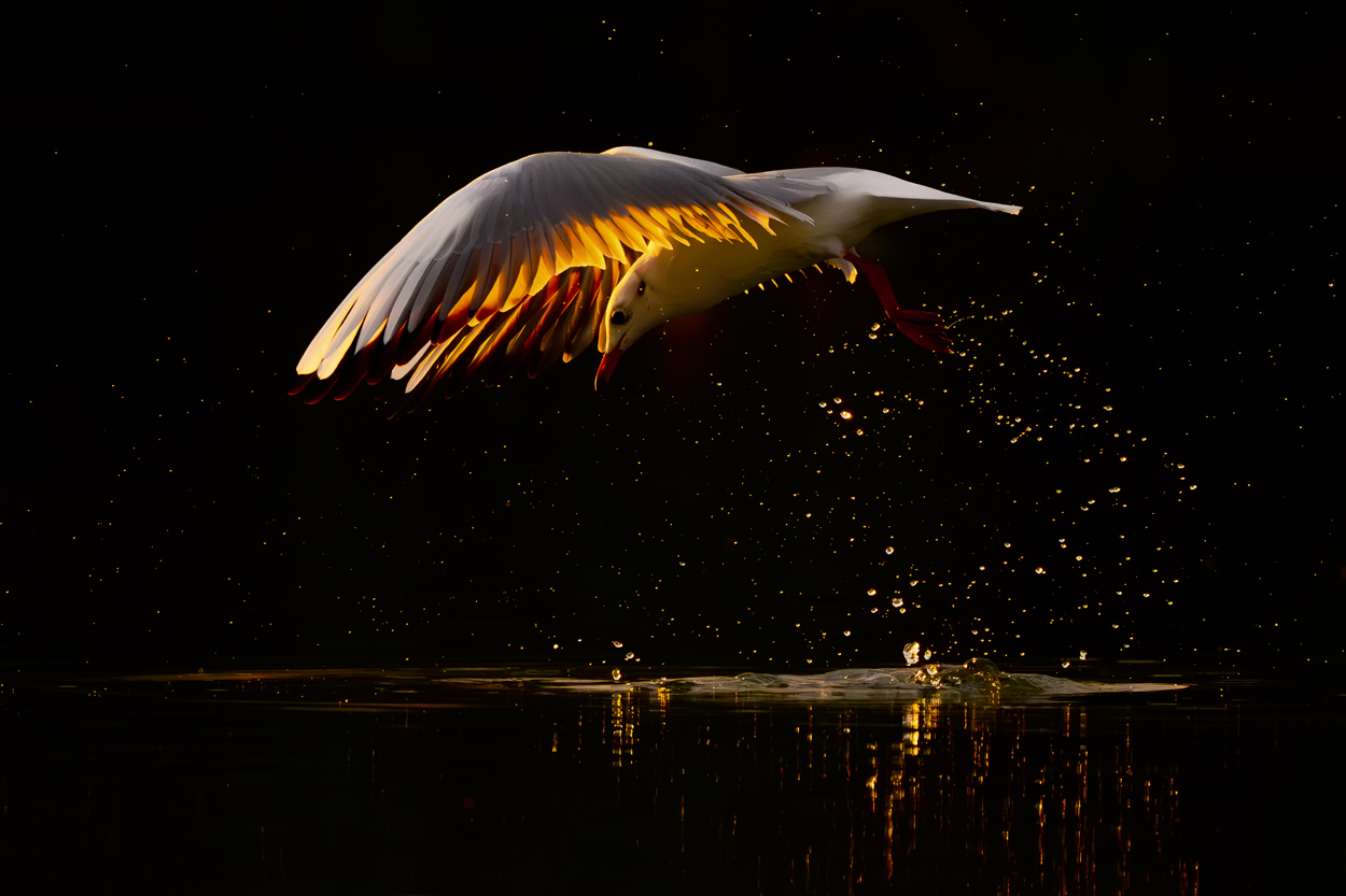 On Black Canvas wildlife photography portfolio