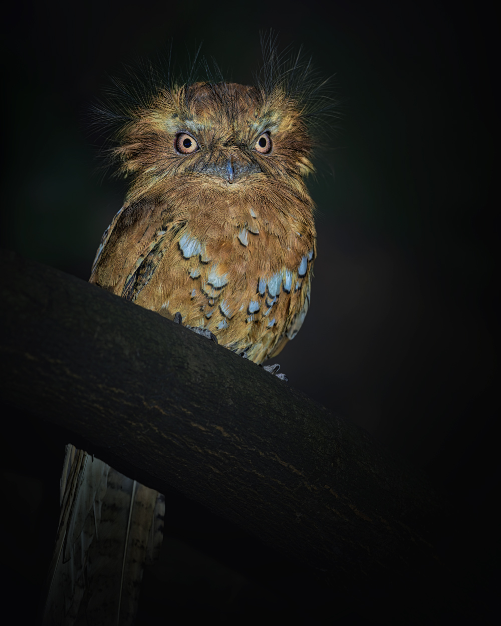 On Black Canvas low-key wildlife photography portfolio by Khaldoon Aldway
