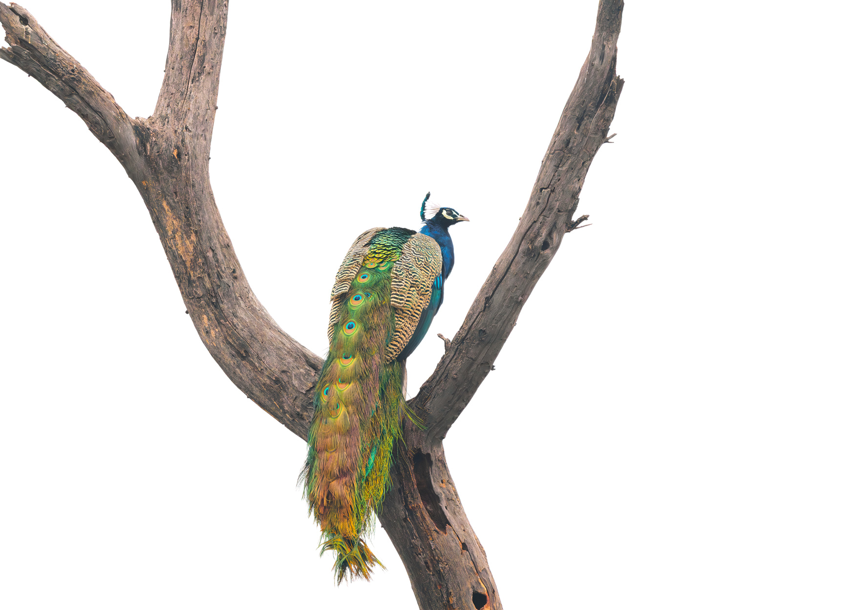 On White Canvas high key wildlife photograph 01 by Khaldoon Aldway