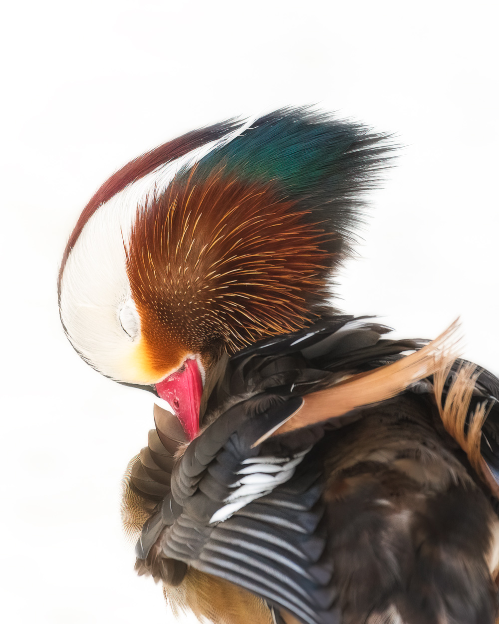 On White Canvas high key wildlife photograph 02 by Khaldoon Aldway