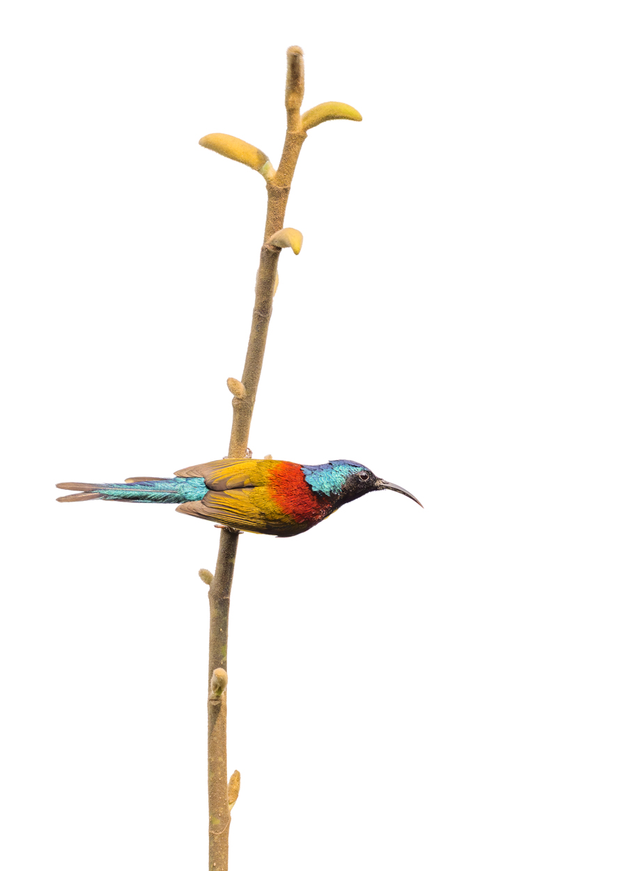 On White Canvas high key wildlife photograph 04 by Khaldoon Aldway