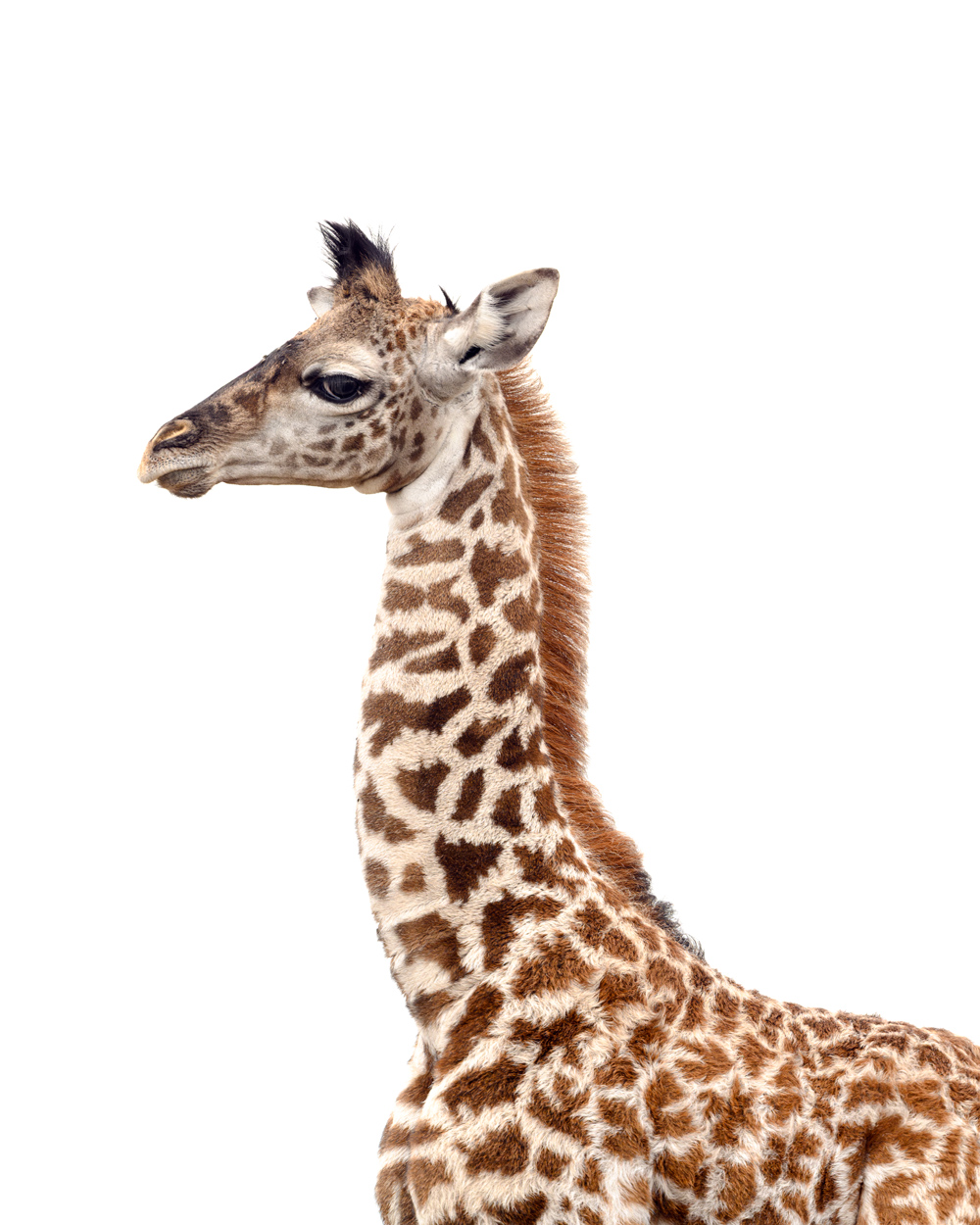 On White Canvas high key wildlife photograph 05 by Khaldoon Aldway