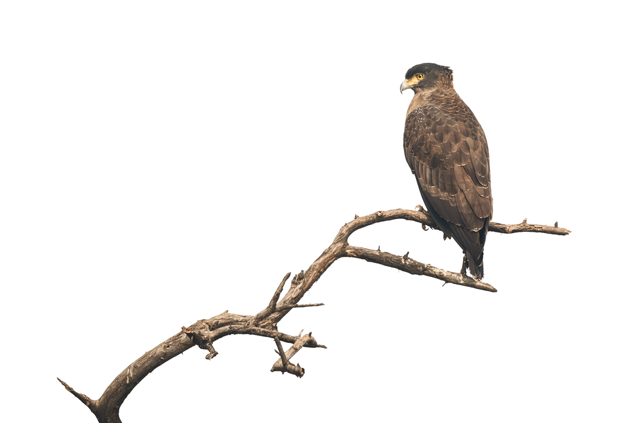 On White Canvas high key wildlife photograph 06 by Khaldoon Aldway