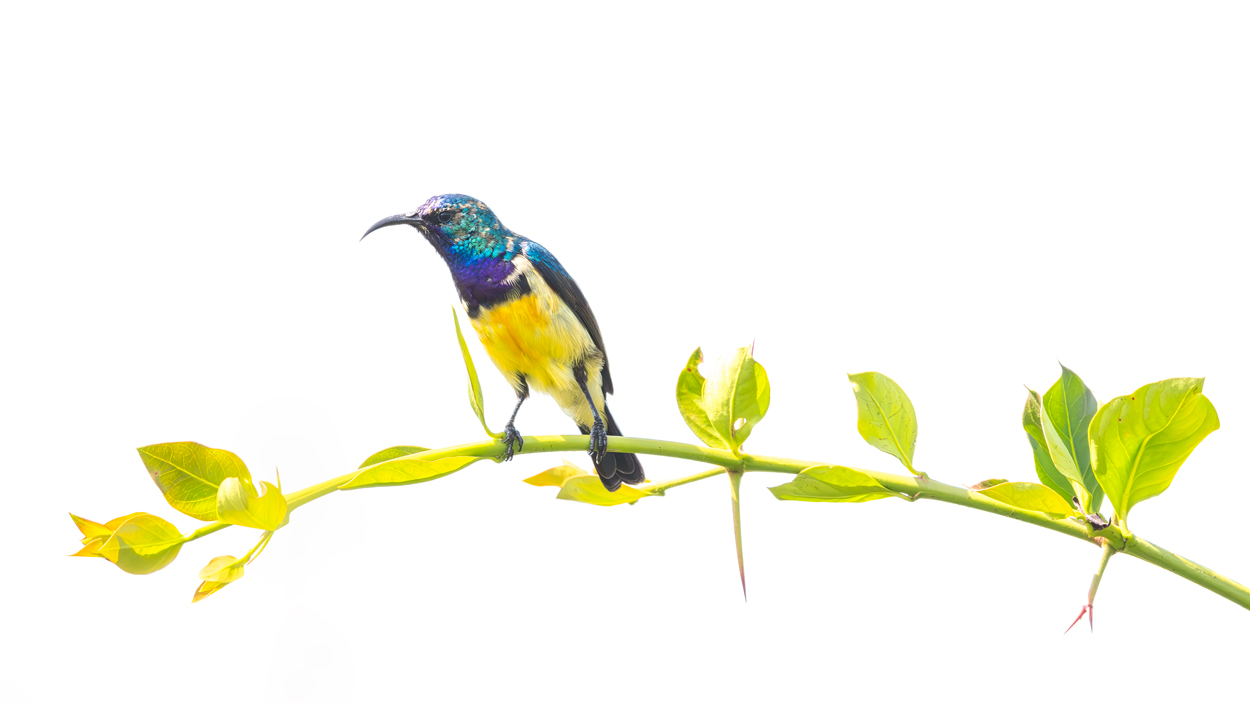 On White Canvas high key wildlife photograph 07 by Khaldoon Aldway