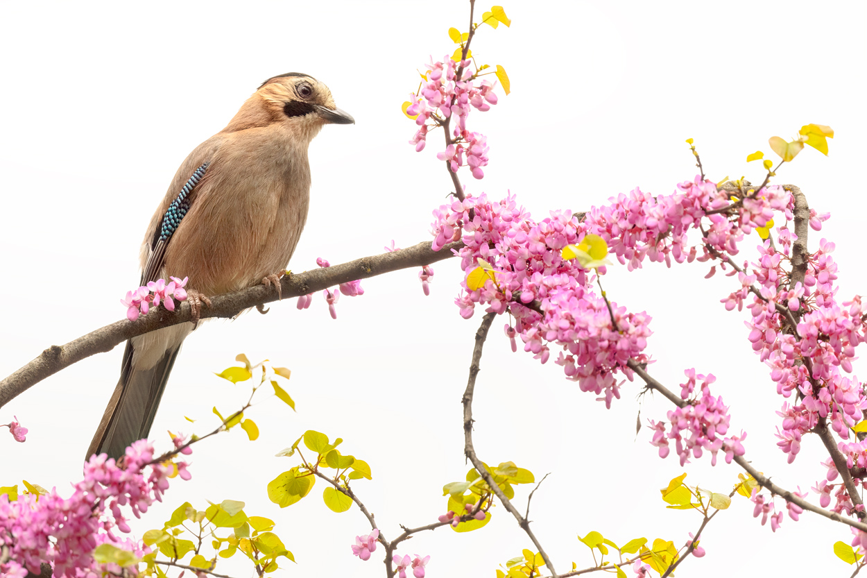 On White Canvas high key wildlife photograph 08 by Khaldoon Aldway
