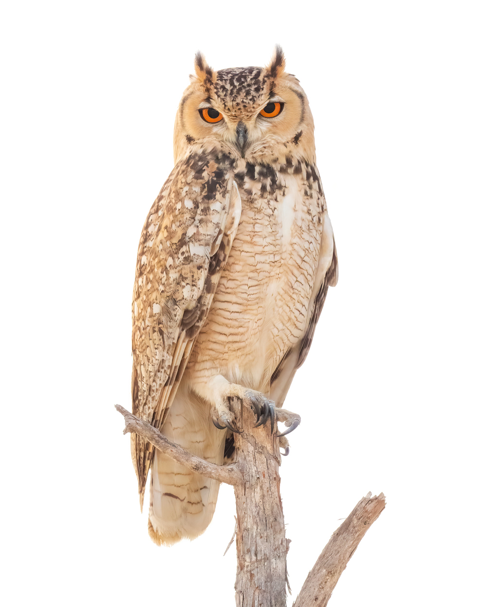 On White Canvas high key wildlife photograph 09 by Khaldoon Aldway