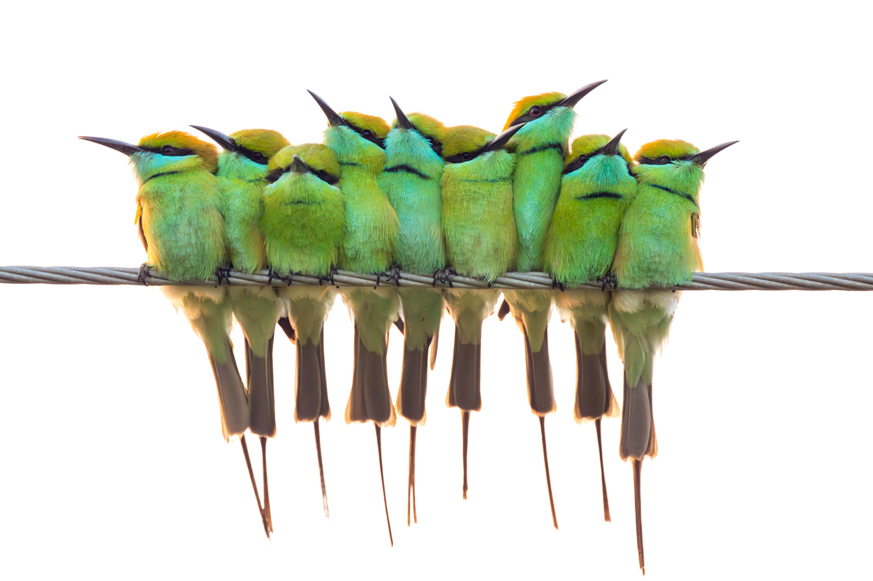 On White Canvas high key wildlife photograph 10 by Khaldoon Aldway
