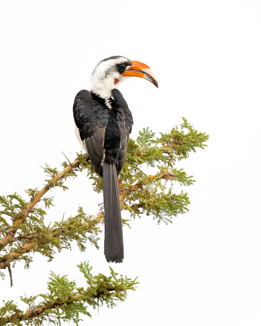 On White Canvas high key wildlife photograph 11 by Khaldoon Aldway