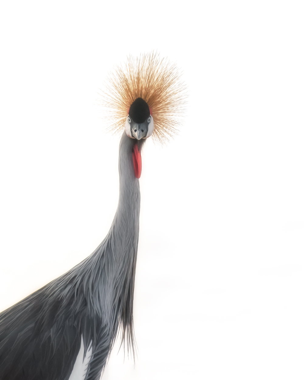 On White Canvas high key wildlife photograph 12 by Khaldoon Aldway