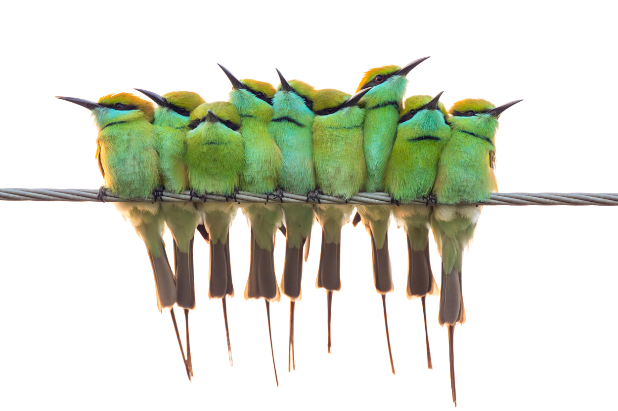 On White Canvas wildlife photography portfolio