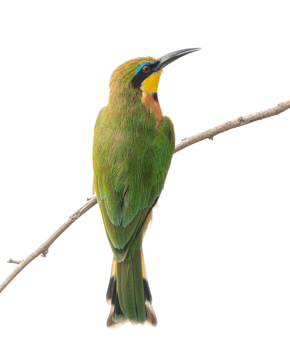 On White Canvas high-key wildlife photography portfolio by Khaldoon Aldway
