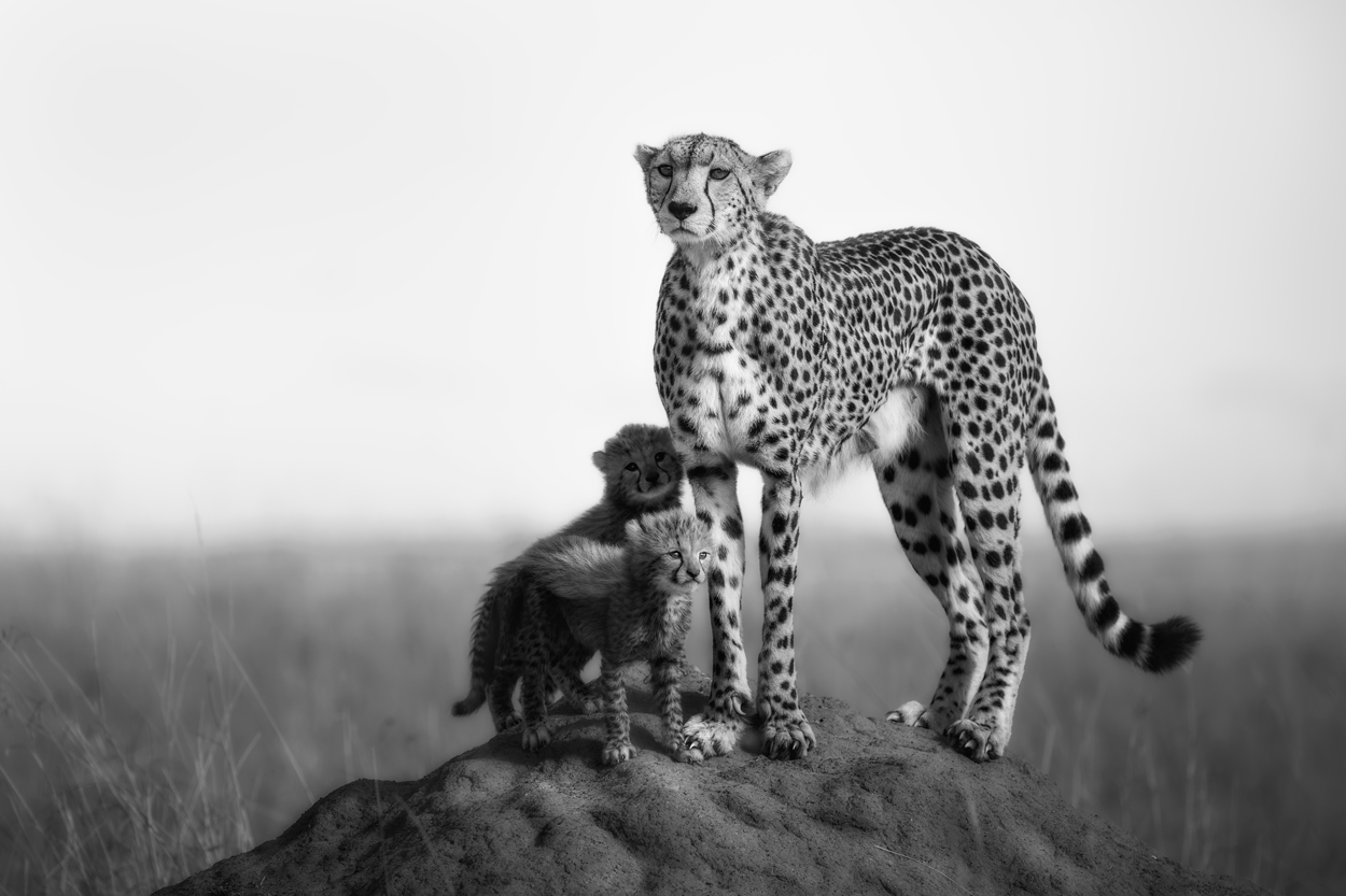 Absence of Colors black and white wildlife photograph 01 by Khaldoon Aldway