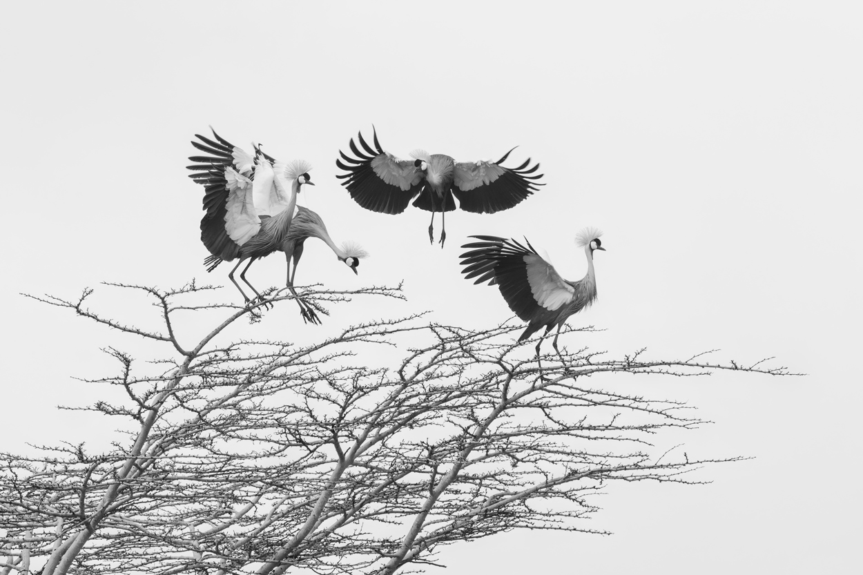 Absence of Colors black and white wildlife photograph 02 by Khaldoon Aldway