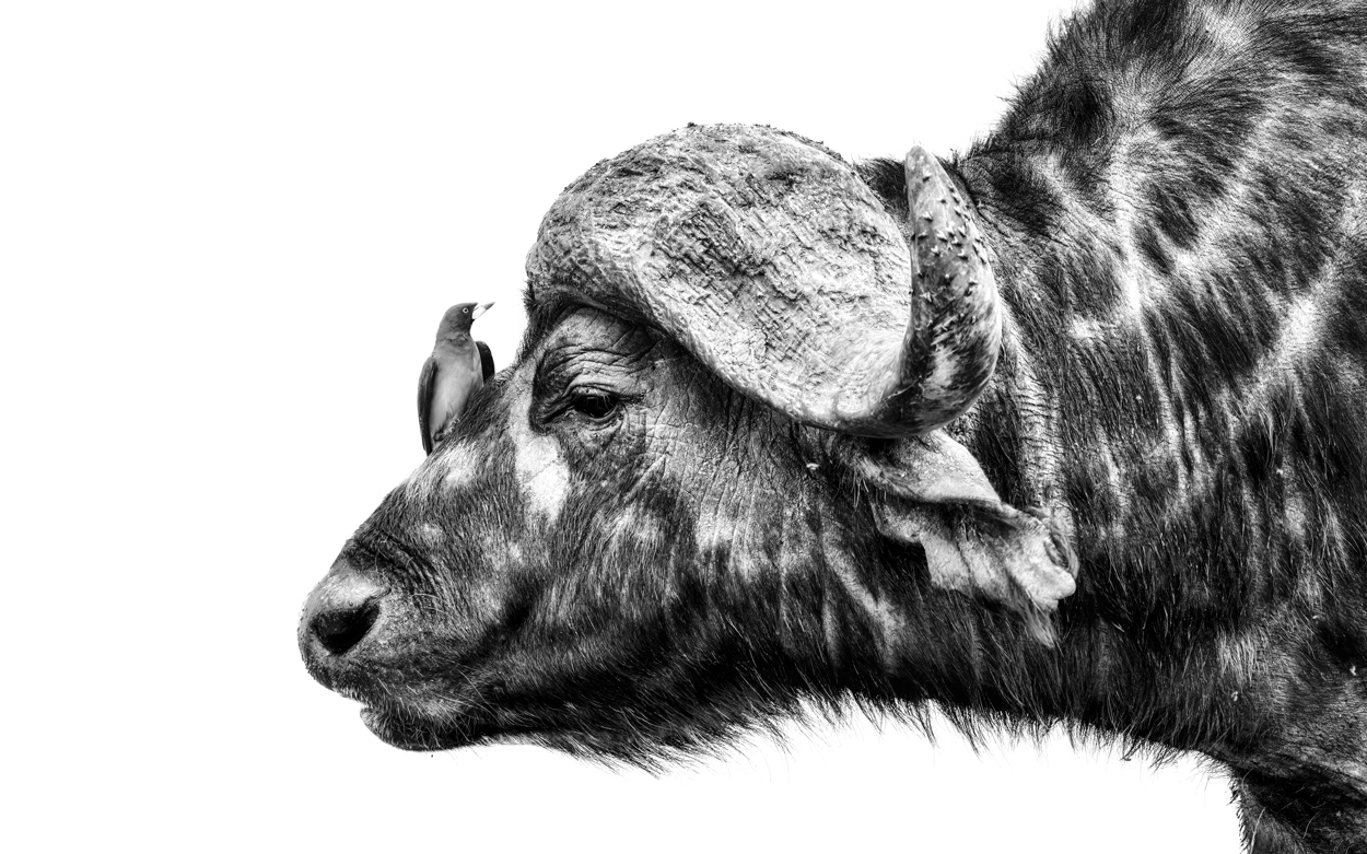 Absence of Colors black and white wildlife photograph 03 by Khaldoon Aldway
