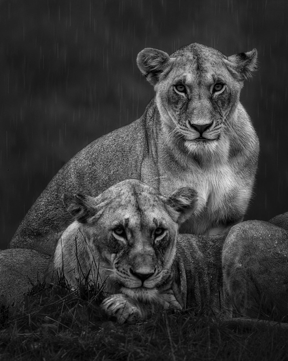Absence of Colors black and white wildlife photograph 04 by Khaldoon Aldway