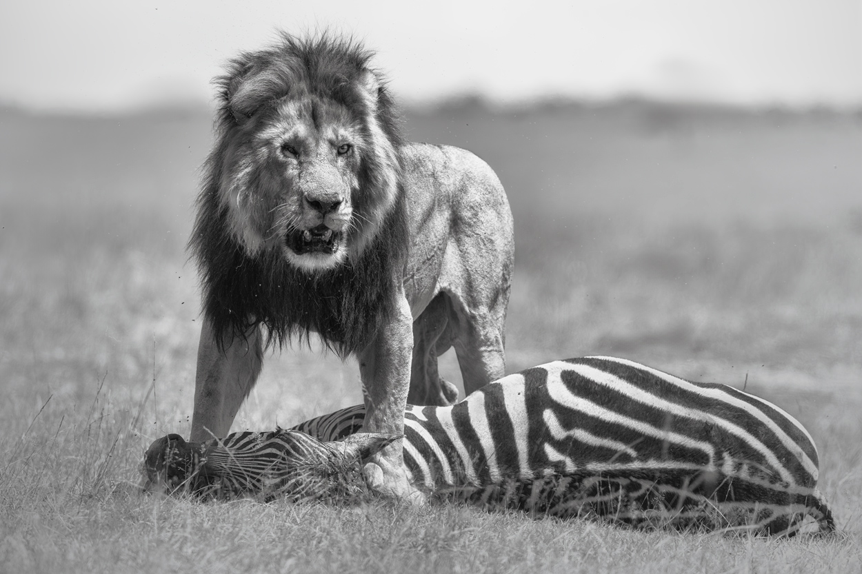 Absence of Colors black and white wildlife photograph 05 by Khaldoon Aldway