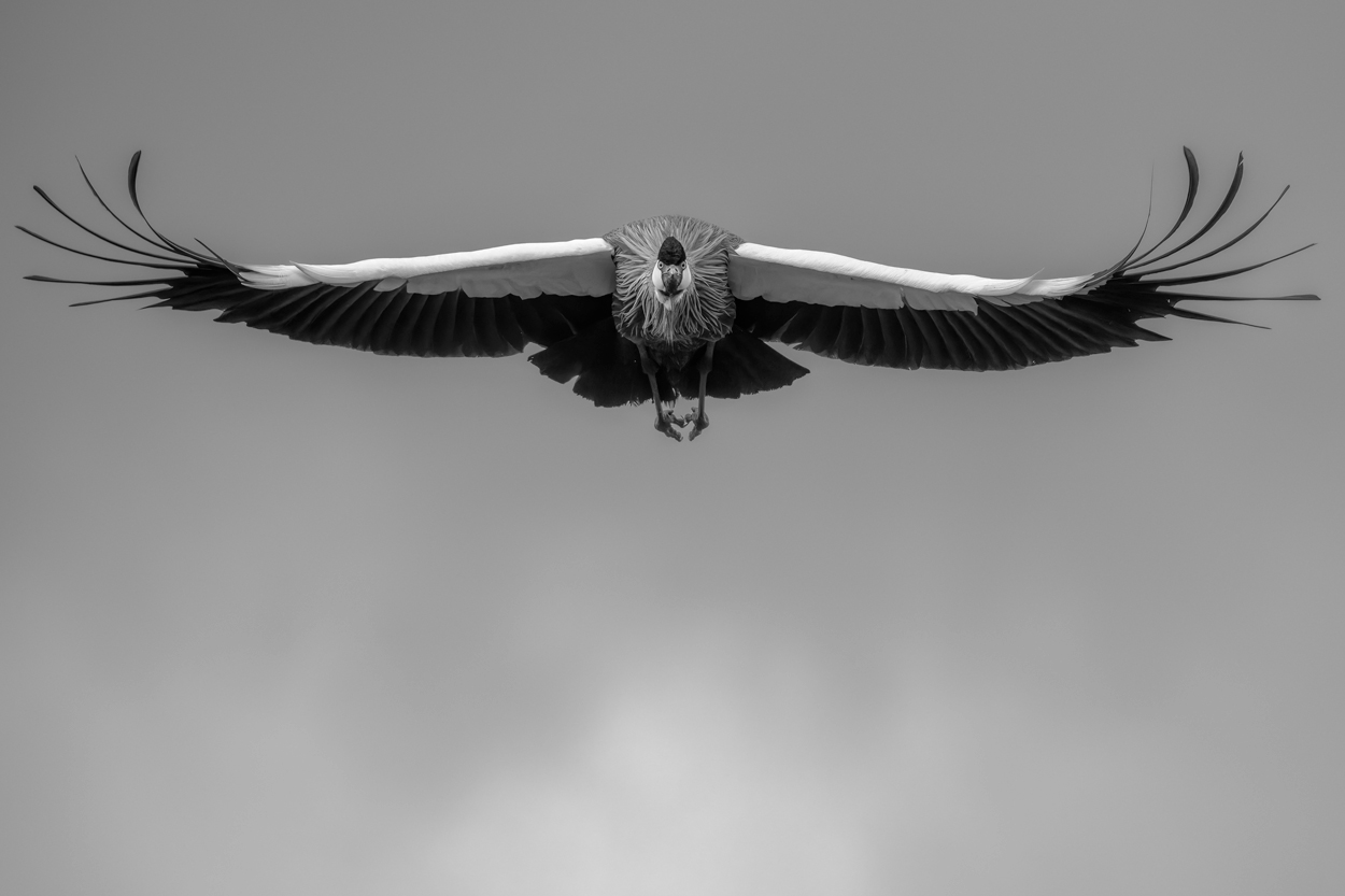 Absence of Colors black and white wildlife photograph 06 by Khaldoon Aldway