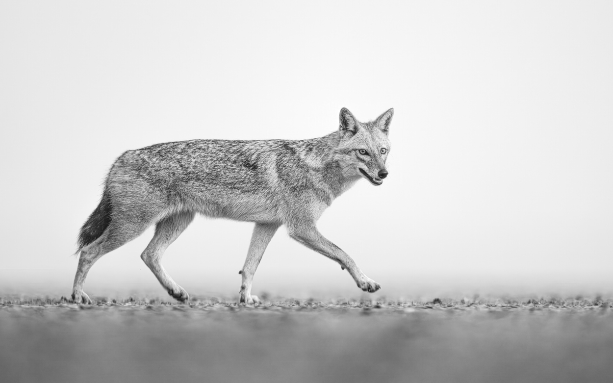 Absence of Colors black and white wildlife photograph 07 by Khaldoon Aldway