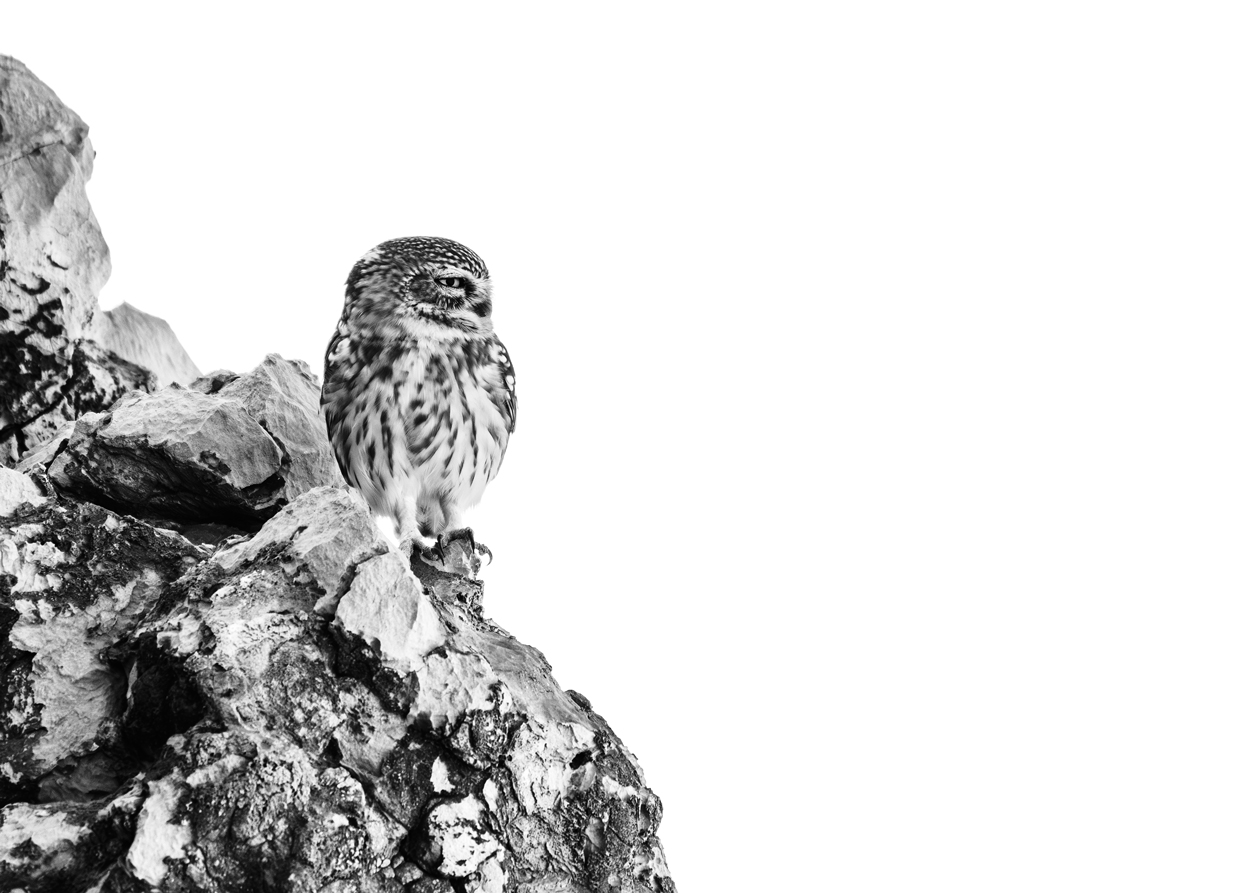 Absence of Colors black and white wildlife photograph 08 by Khaldoon Aldway