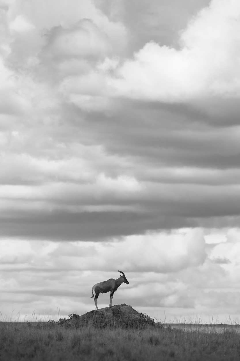 Absence of Colors black and white wildlife photograph 09 by Khaldoon Aldway