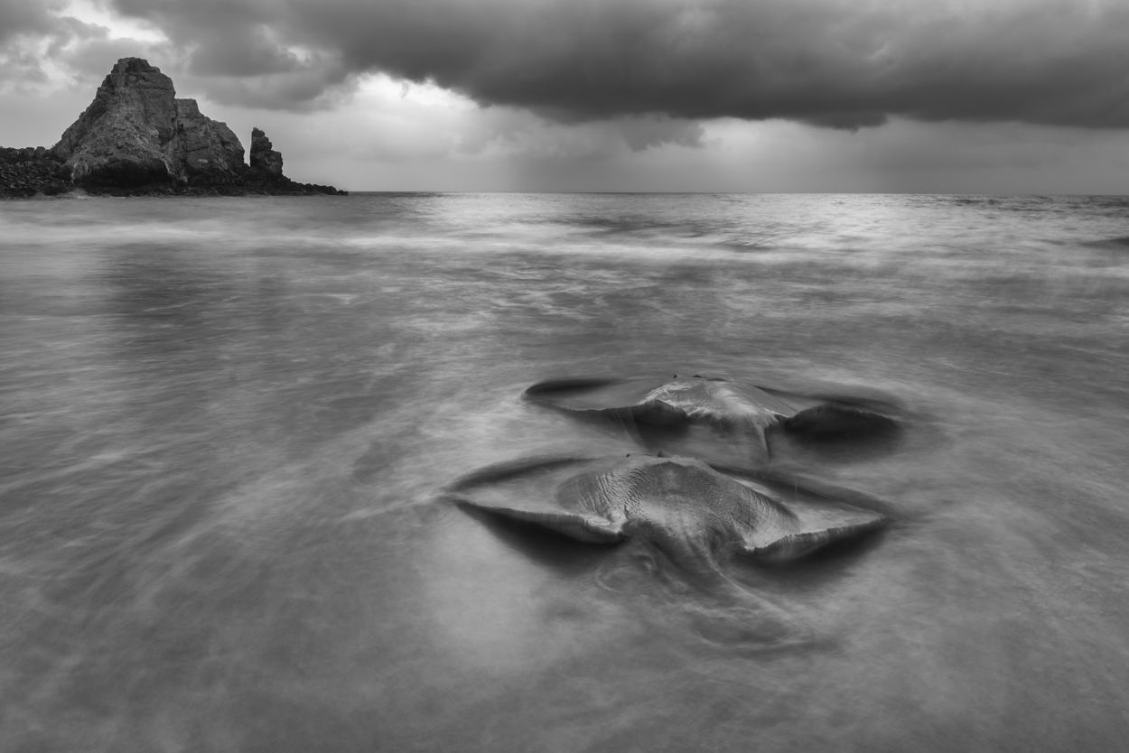 Absence of Colors black and white wildlife photograph 11 by Khaldoon Aldway