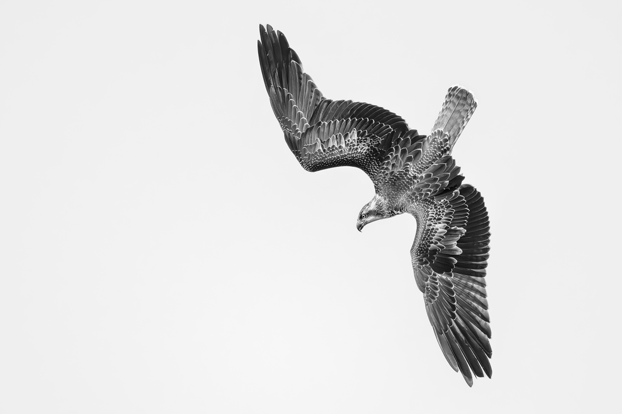 Absence of Colors black and white wildlife photograph 12 by Khaldoon Aldway