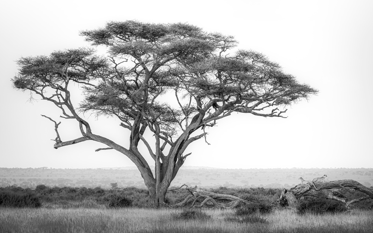 Absence of Colors black and white wildlife photograph 13 by Khaldoon Aldway