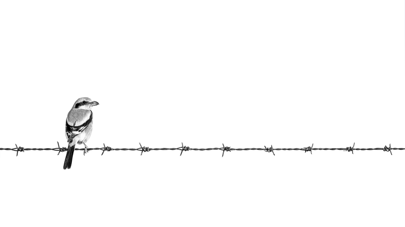 Absence of Colors black and white wildlife photograph 14 by Khaldoon Aldway