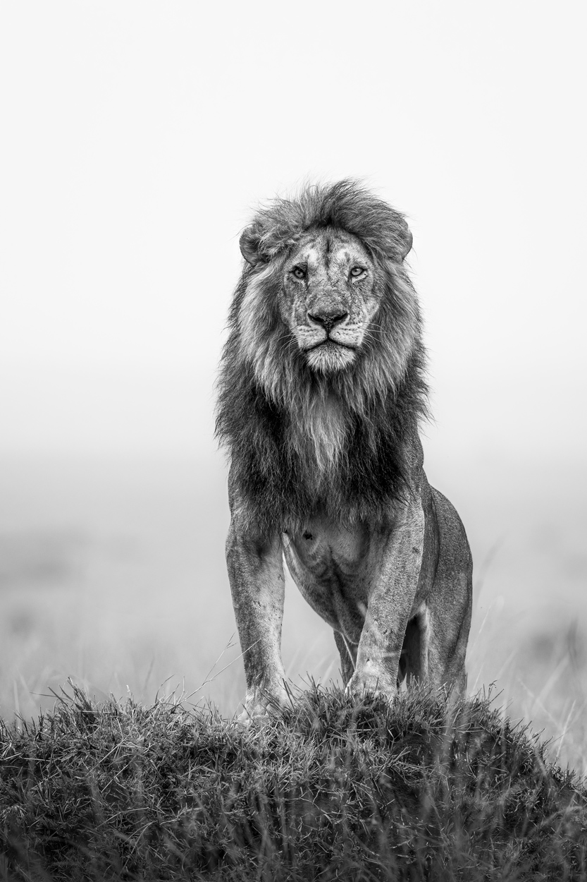 Absence of Colors black and white wildlife photograph 15 by Khaldoon Aldway