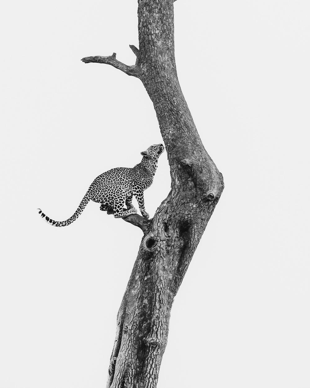 Absence of Colors black and white wildlife photography portfolio by Khaldoon Aldway