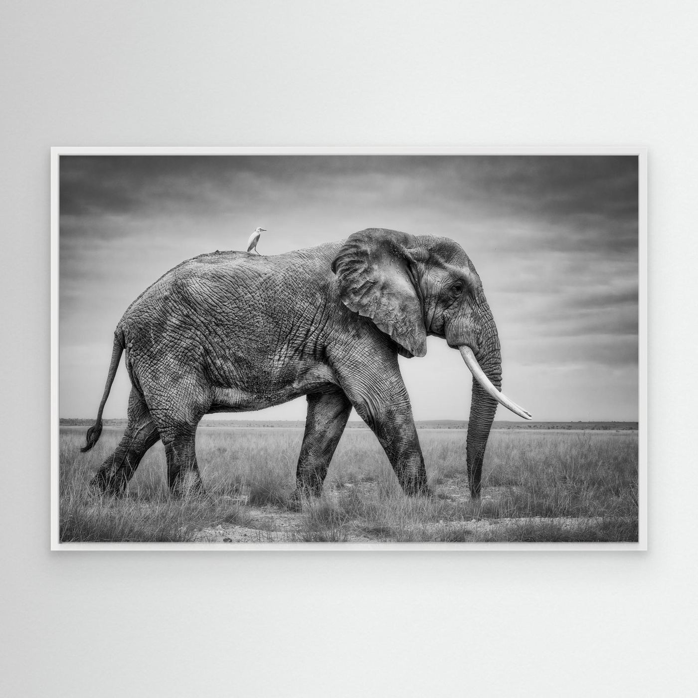 Fine art wildlife print mockup preview 07