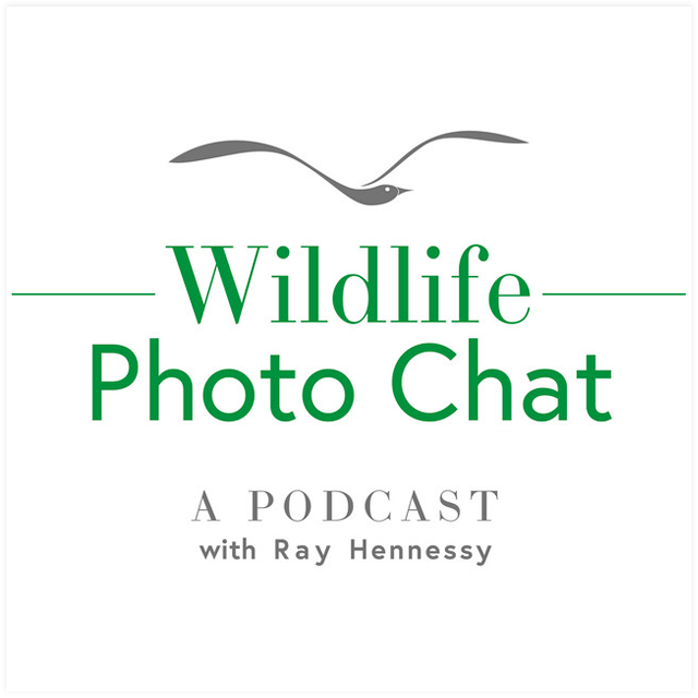 Wildlife Photo Chat with Ray Hennessy press thumbnail