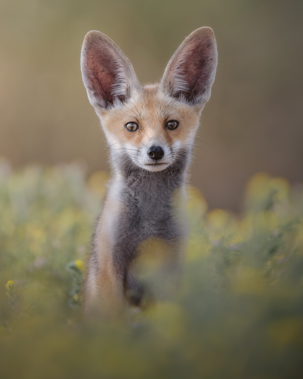 Wild Faces fine art wildlife portrait photograph 01 by Khaldoon Aldway