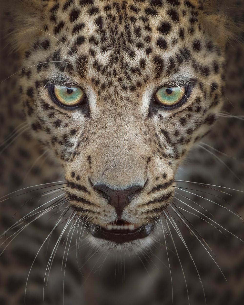 Wild Faces fine art wildlife portrait photograph 02 by Khaldoon Aldway