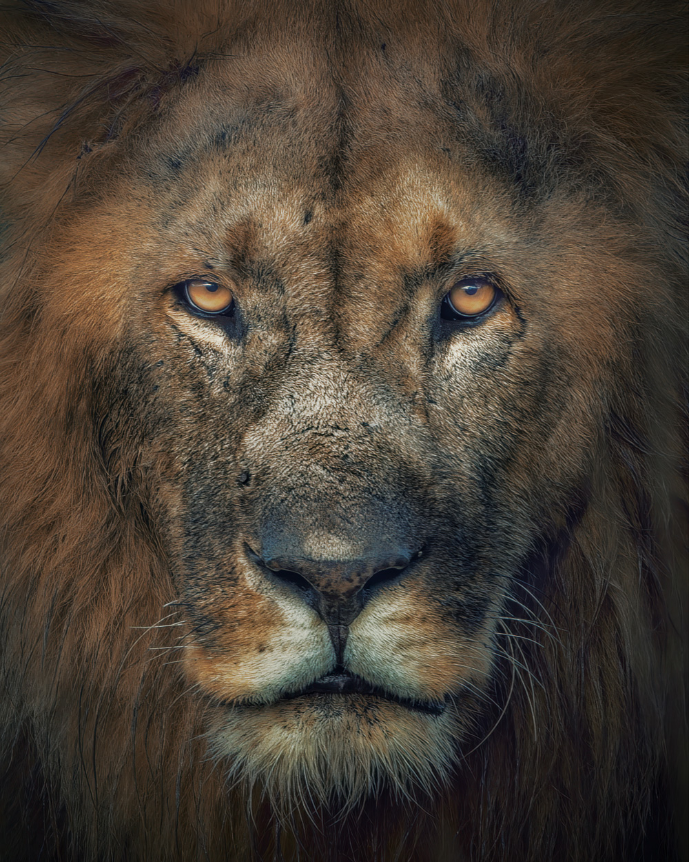 Wild Faces fine art wildlife portrait photograph 03 by Khaldoon Aldway