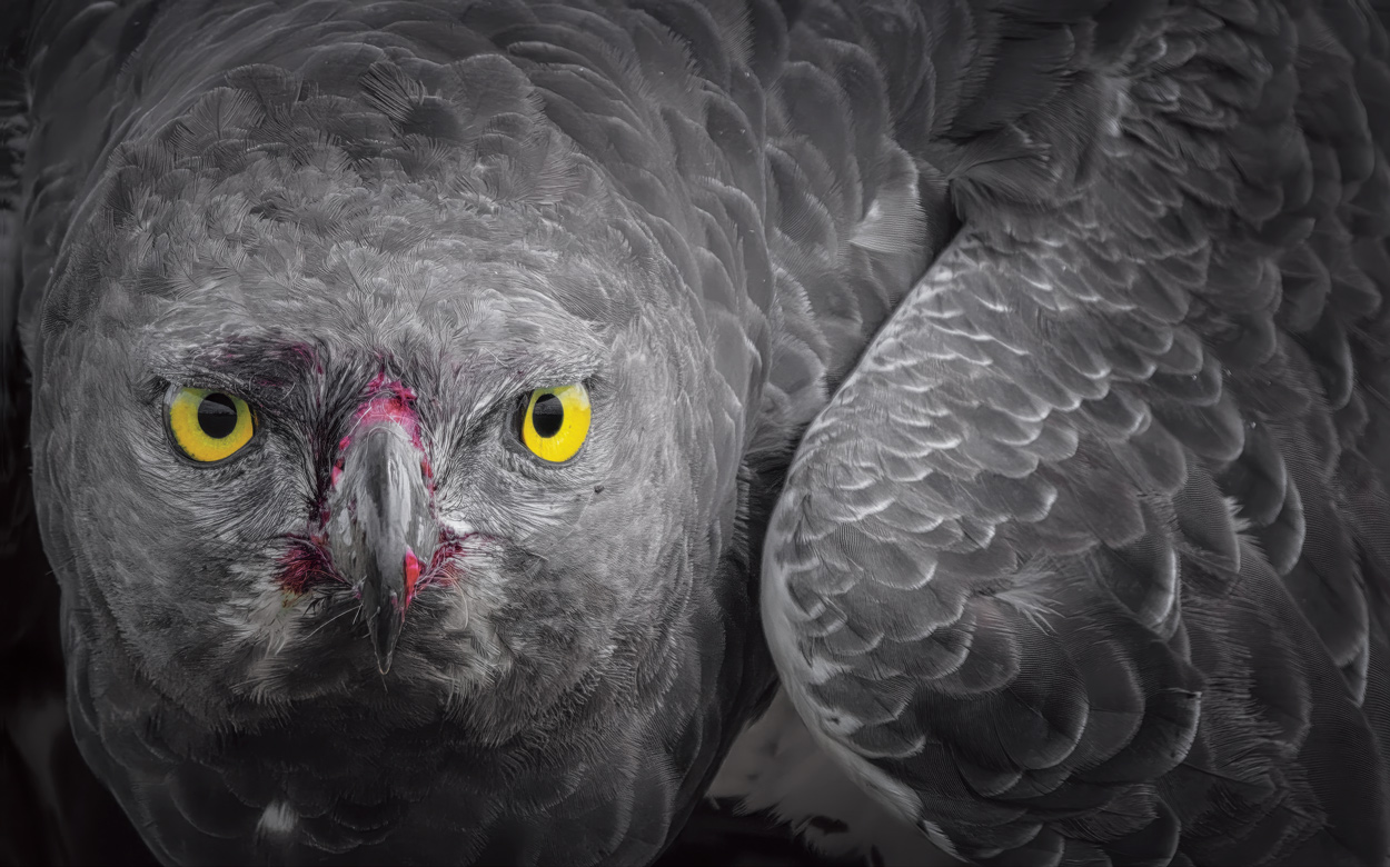 Wild Faces fine art wildlife portrait photograph 04 by Khaldoon Aldway