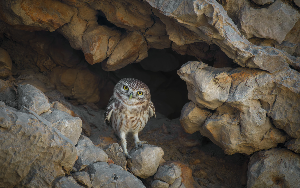 Wild Faces fine art wildlife portrait photograph 05 by Khaldoon Aldway
