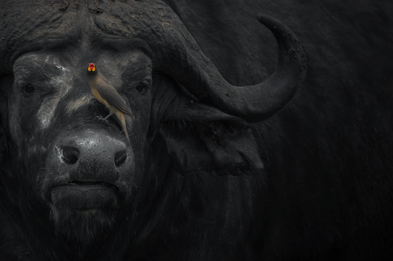Wild Faces fine art wildlife portrait photograph 06 by Khaldoon Aldway