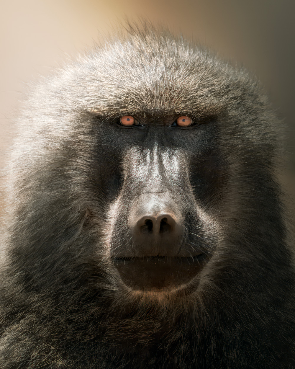 Wild Faces fine art wildlife portrait photograph 07 by Khaldoon Aldway