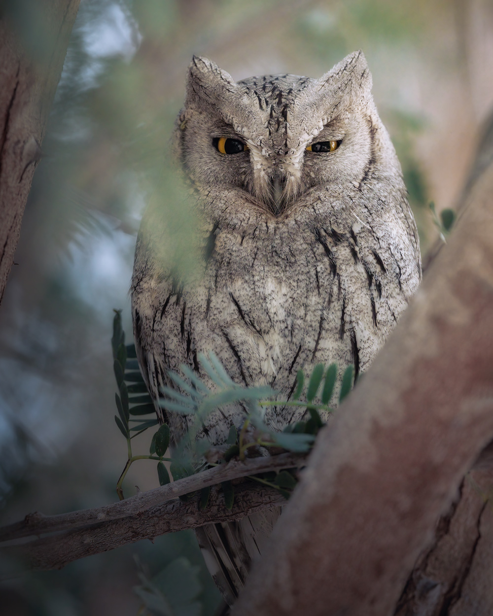Wild Faces fine art wildlife portrait photograph 08 by Khaldoon Aldway