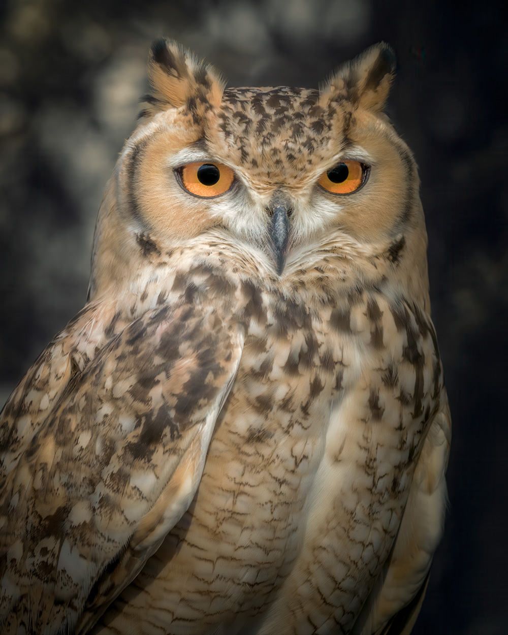 Wild Faces fine art wildlife portrait photograph 09 by Khaldoon Aldway