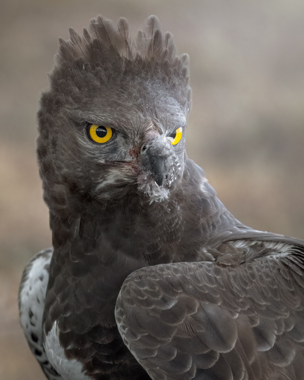 Wild Faces fine art wildlife portrait photograph 10 by Khaldoon Aldway