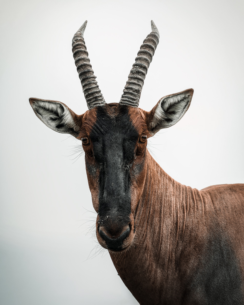 Wild Faces fine art wildlife portrait photograph 11 by Khaldoon Aldway