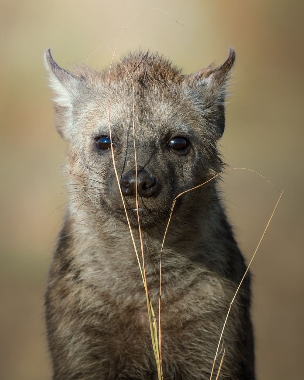 Wild Faces fine art wildlife portrait photograph 12 by Khaldoon Aldway