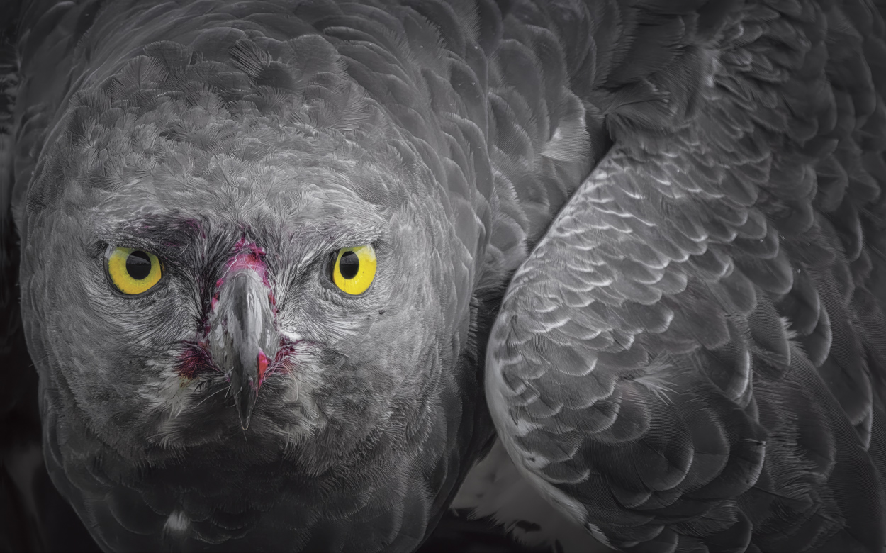 Wild Faces wildlife photography portfolio